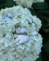 Muse Earrings - Silver