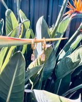 Maeve Earrings - Clear